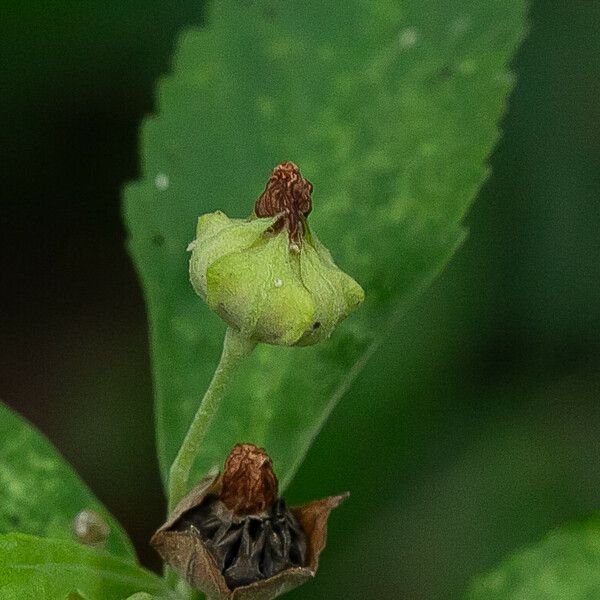 Sida rhombifolia Flor