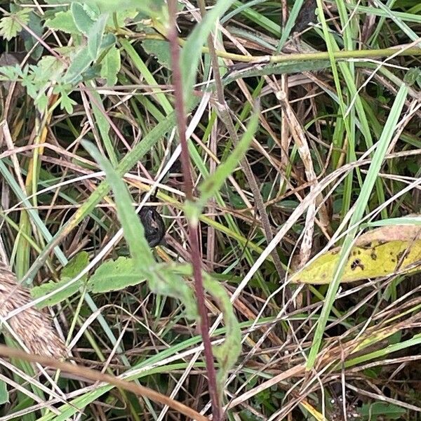 Centaurea nigra Foglia