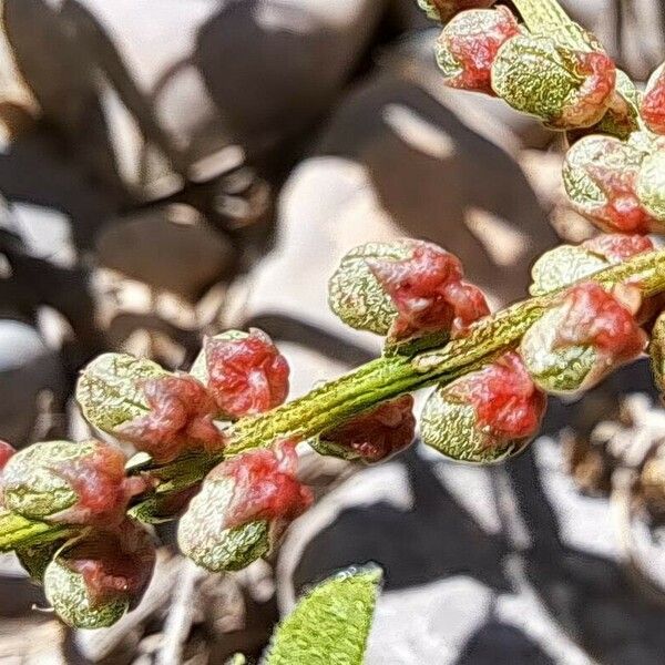 Melilotus indicus Frukt