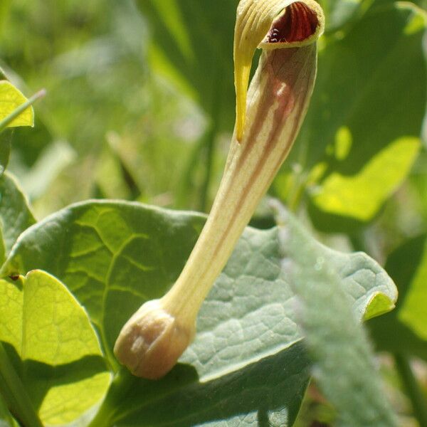 Aristolochia paucinervis പുഷ്പം