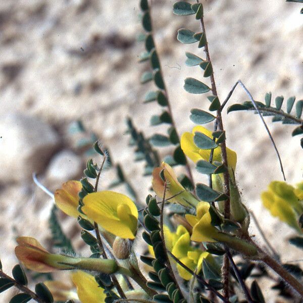 Astragalus caprinus Blomst