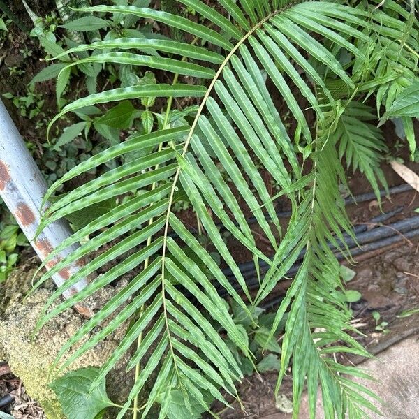 Blechnum orientale पत्ता