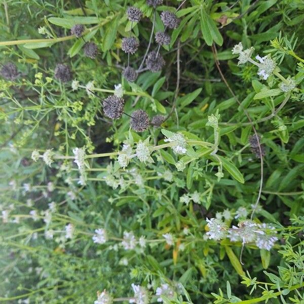 Salvia mellifera Flower