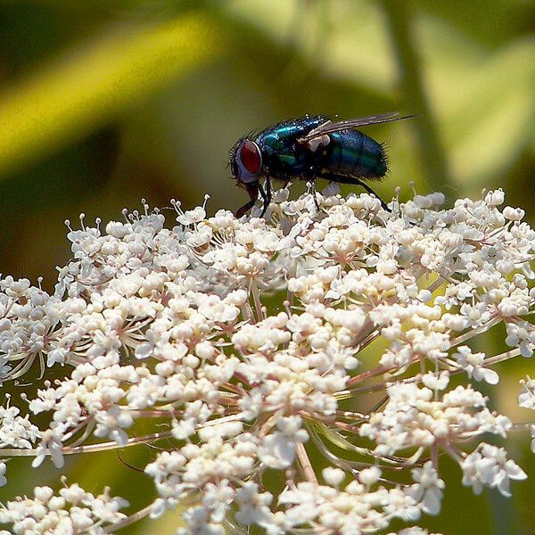 Daucus carota Λουλούδι