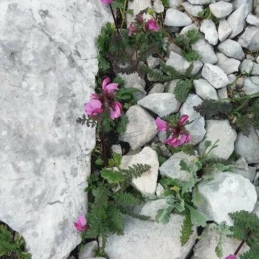 Pedicularis rostratocapitata ᱵᱟᱦᱟ