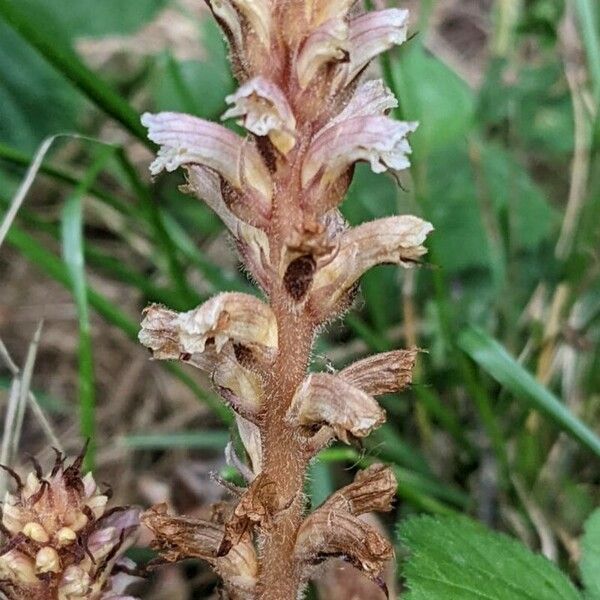 Orobanche minor Цвят