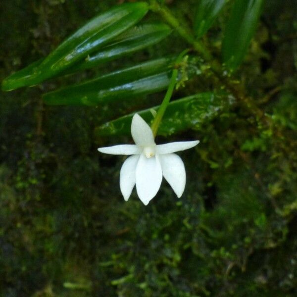 Angraecum ramosum Цветок