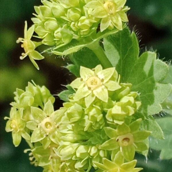 Alchemilla mollis Çiçek