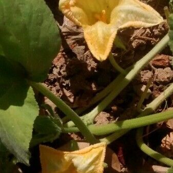 Cucurbita pepo Flower