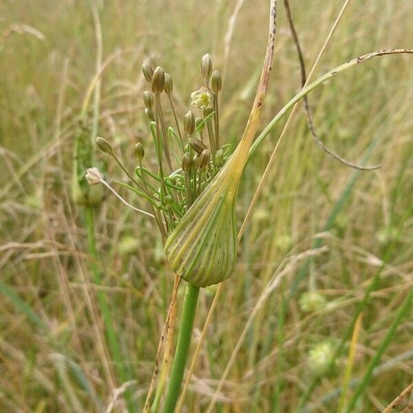 Allium oleraceum Virág