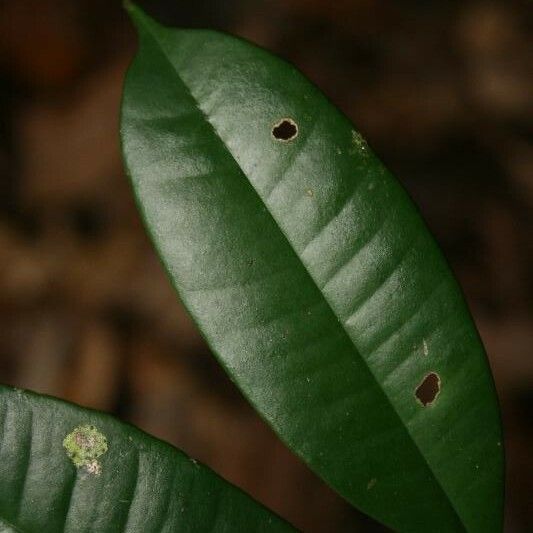 Myrcia decorticans Leaf