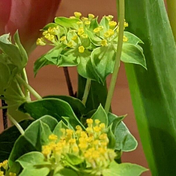 Bupleurum rotundifolium Flower