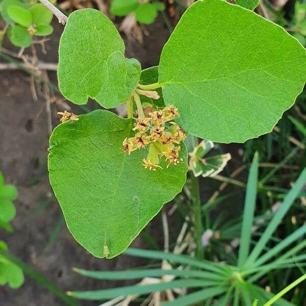 Cordia monoica Листок