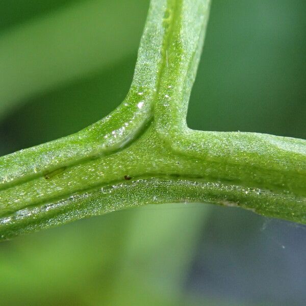 Ceratopteris cornuta Leaf