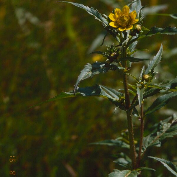 Bidens cernua Flower