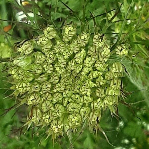 Visnaga daucoides Flower