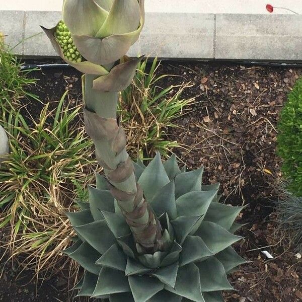 Agave havardiana Blad