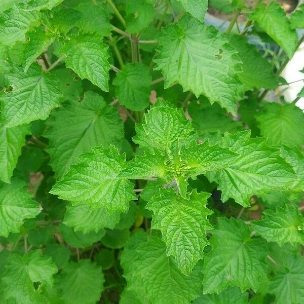 Mesosphaerum suaveolens Leaf