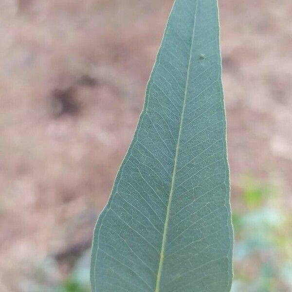 Eucalyptus camaldulensis 葉