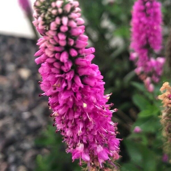 Veronica spicata Flower