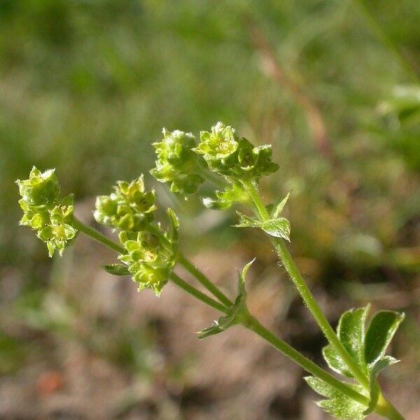 Alchemilla saxatilis Цвят