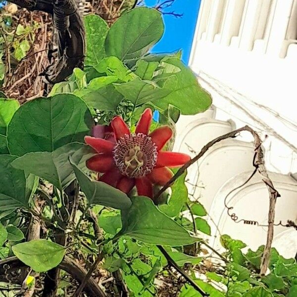 Passiflora alata Fiore