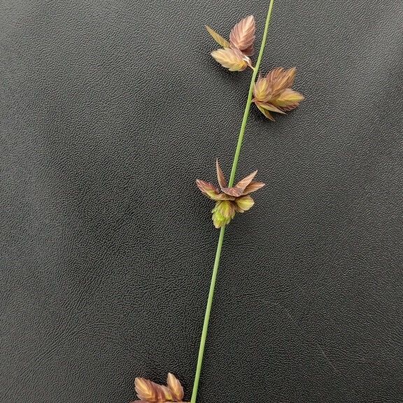 Eragrostis superba Flower