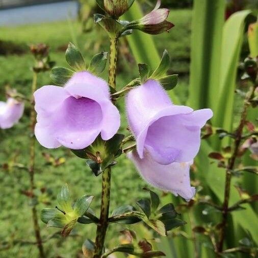 Gloxinia perennis Цветок