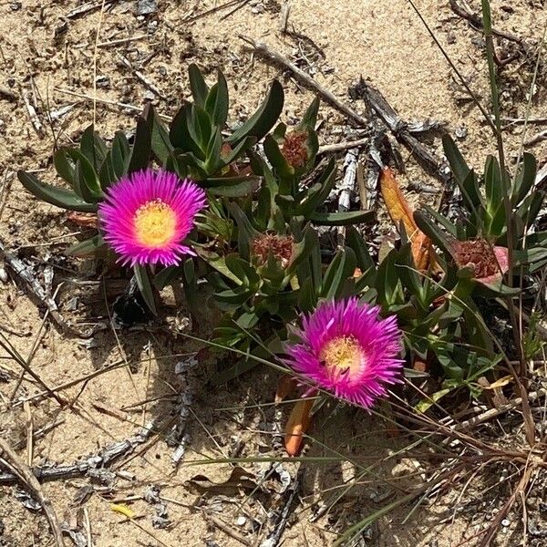 Carpobrotus acinaciformis Blüte