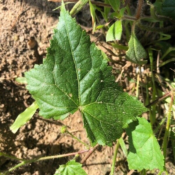 Pavonia cancellata Blad