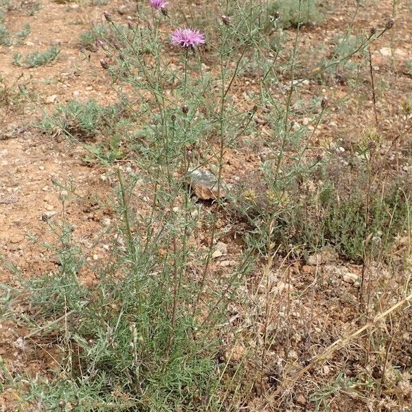 Centaurea paniculata Habitatea