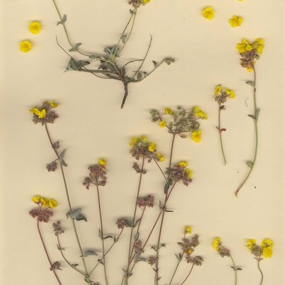 Helianthemum cinereum Yeri