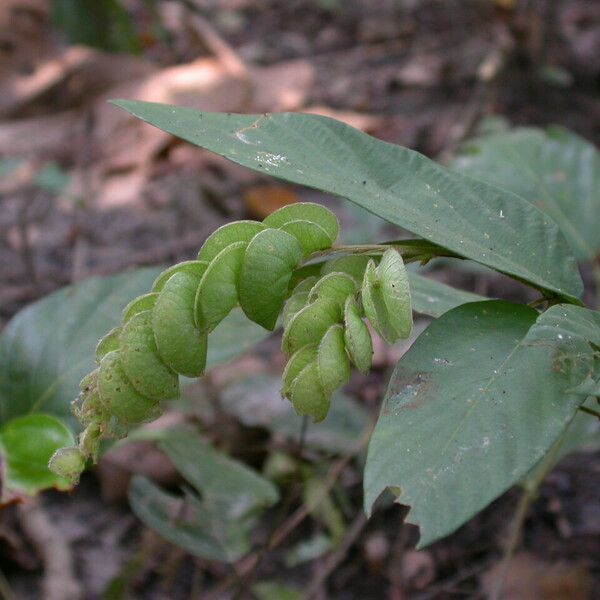 Flemingia strobilifera 形态