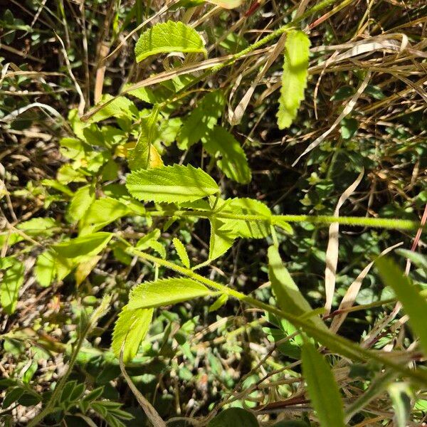 Hibiscus micranthus Levél