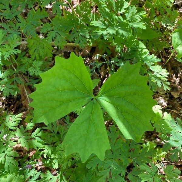 Achlys triphylla Foglia