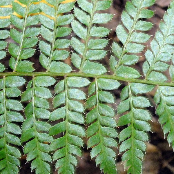 Polystichum braunii Hoja