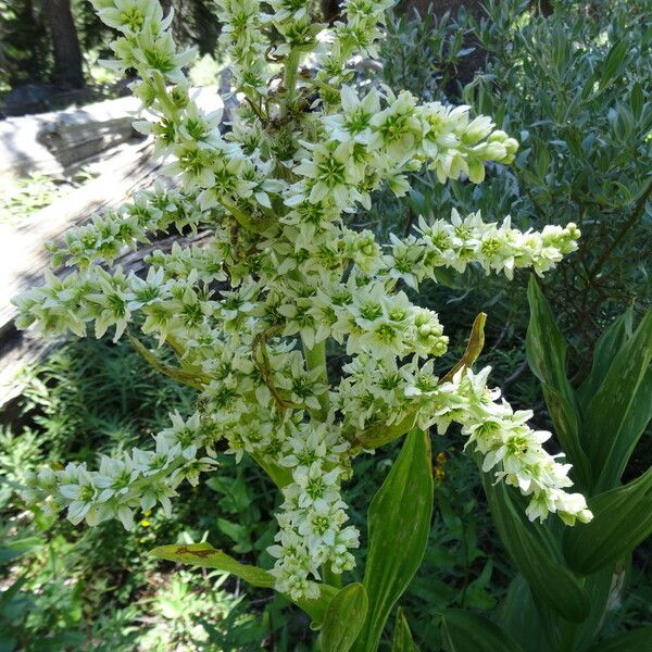 Veratrum californicum Flower