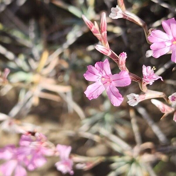 Acantholimon scorpius Flower