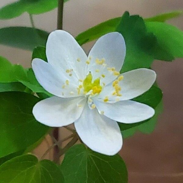 Anemonella thalictroides Flower