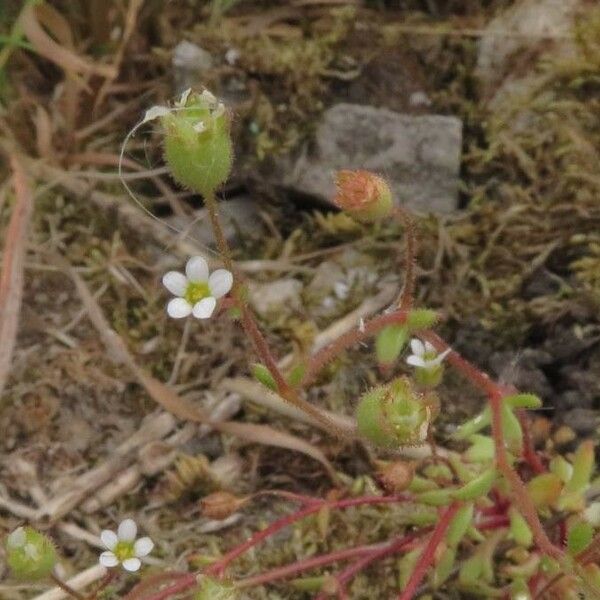 Saxifraga tridactylites Kvet