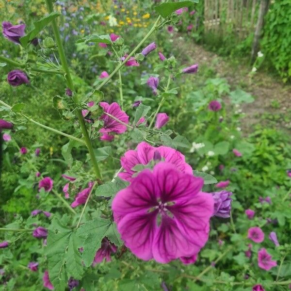 Malva arborea Flor