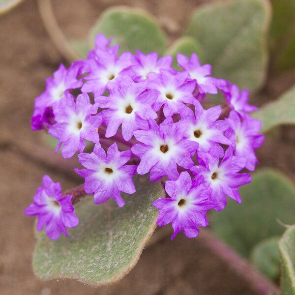 Abronia umbellata Flower