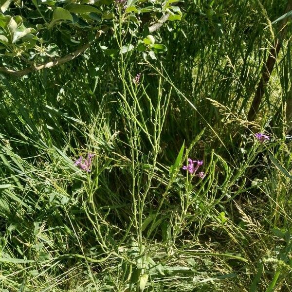 Chorispora tenella Natur