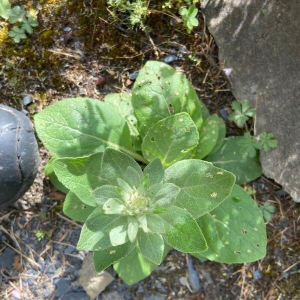 Verbascum phlomoides Levél