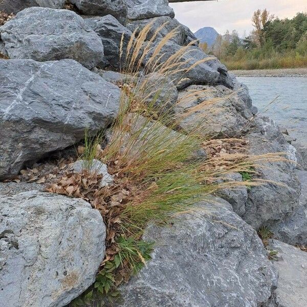 Achnatherum calamagrostis Vekstform