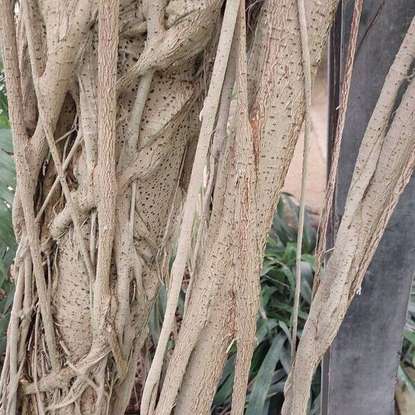 Ficus lutea Bark