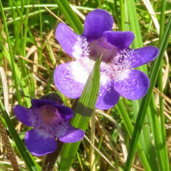 Pinguicula vulgaris Kvet