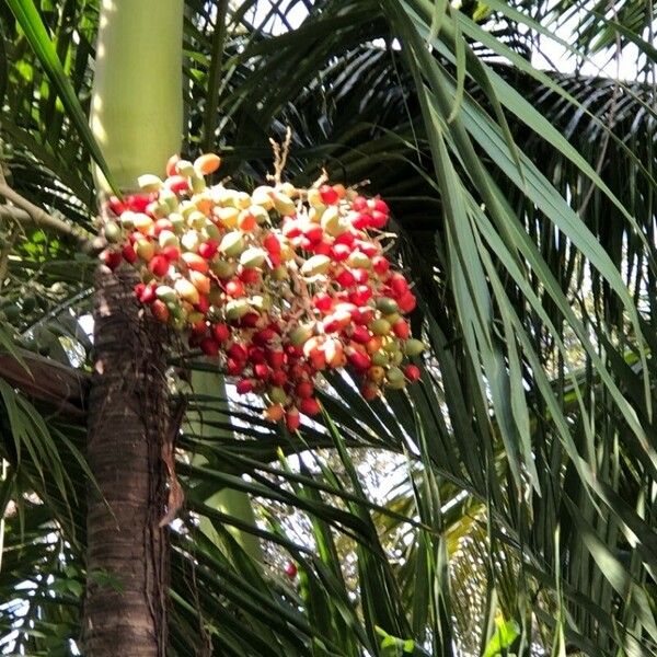 Bactris gasipaes Fruit