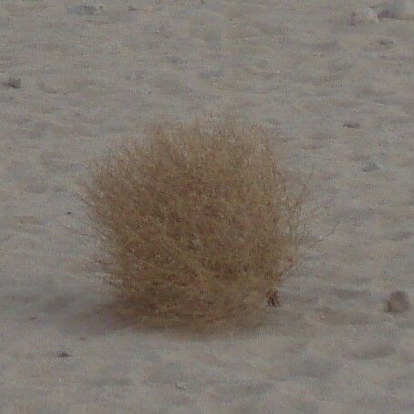 Salsola tragus Leaf