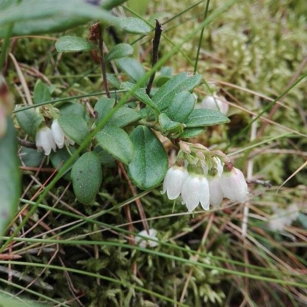 Vaccinium vitis-idaea Hábito